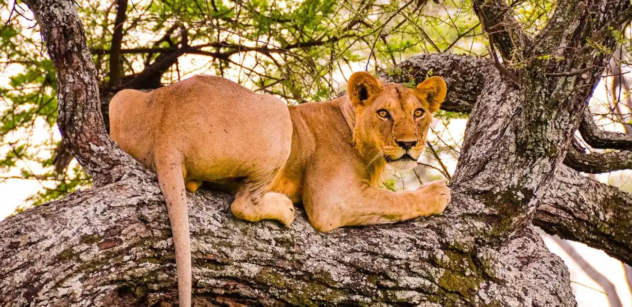  Tarangire National Park Guide